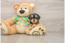 Best Yorkie Poo Baby