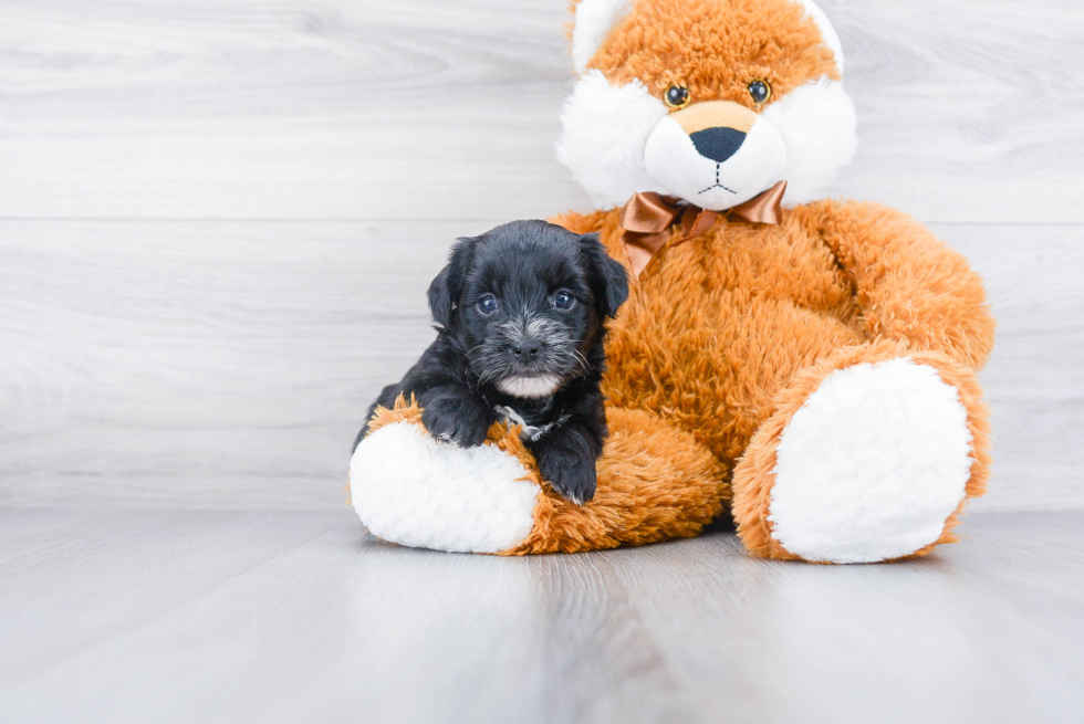 Hypoallergenic Yorkie Doodle Poodle Mix Puppy