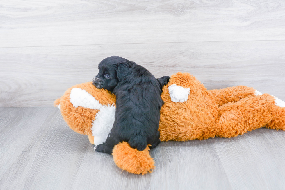 Fluffy Yorkie Poo Poodle Mix Pup