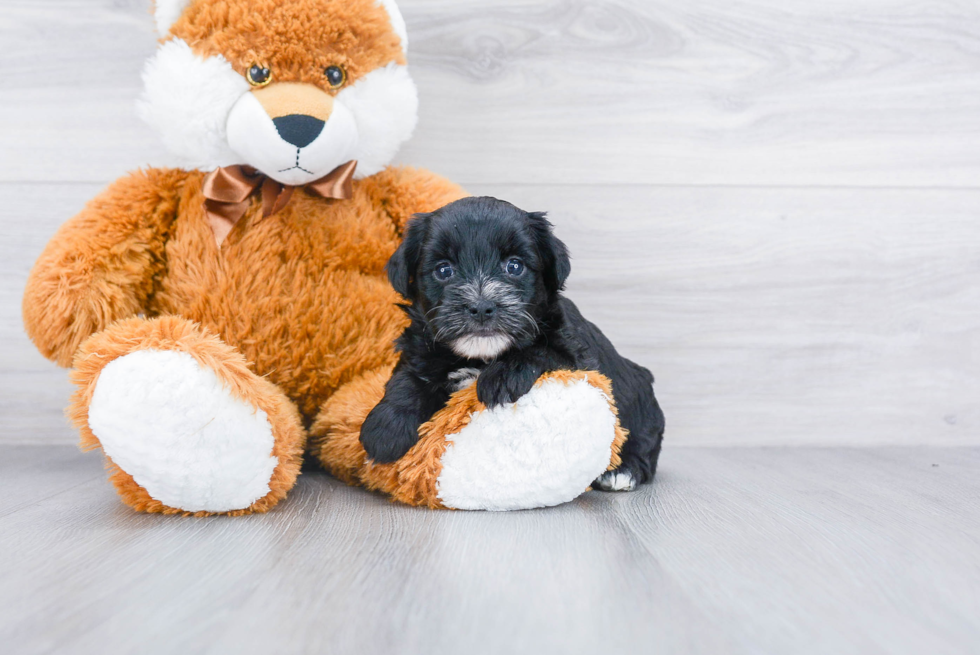 Cute Yorkie Poo Baby