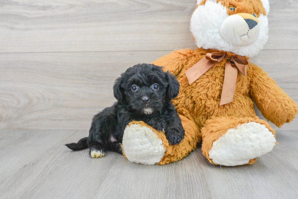 Yorkie Poo Pup Being Cute