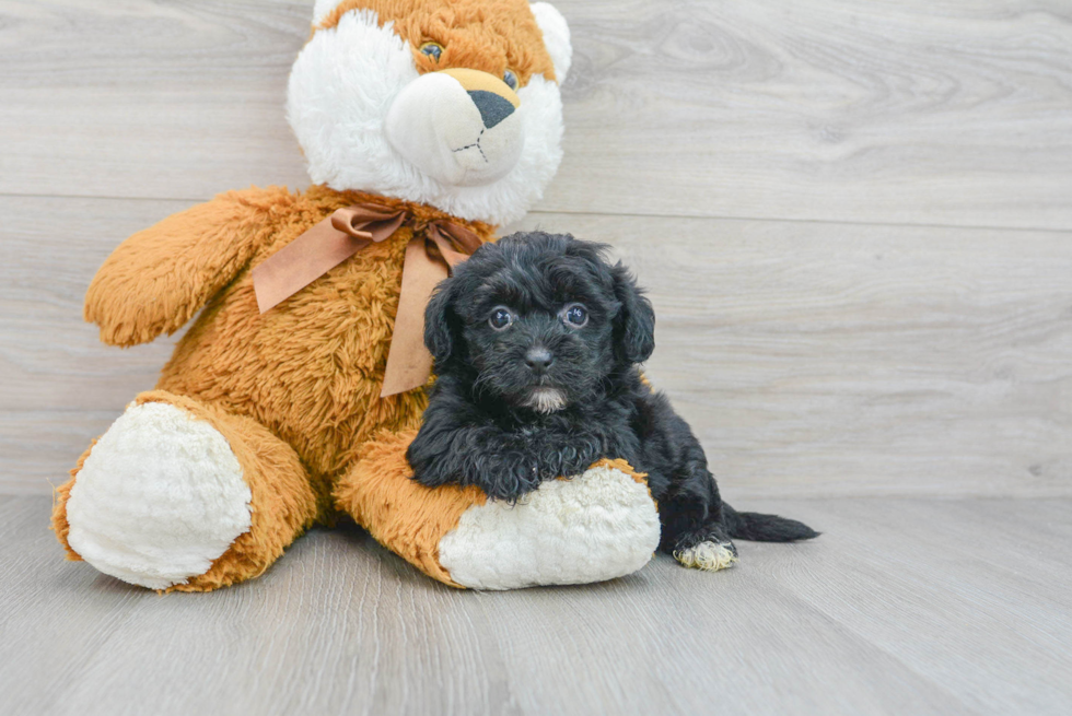 Friendly Yorkie Poo Baby