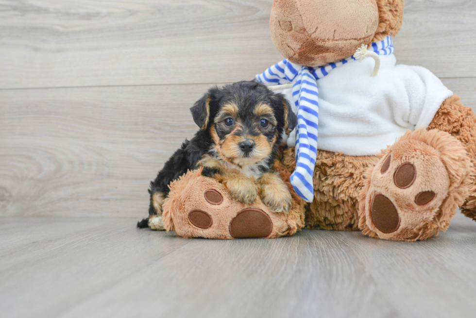 Yorkie Poo Pup Being Cute