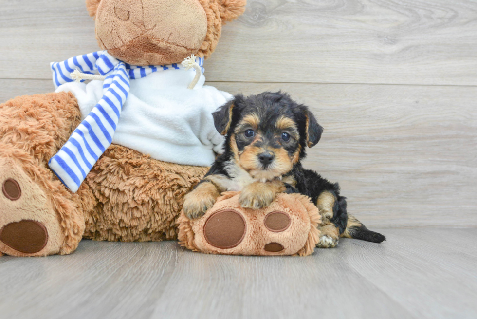 Yorkie Poo Puppy for Adoption