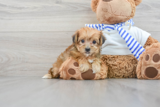 Best Yorkie Poo Baby