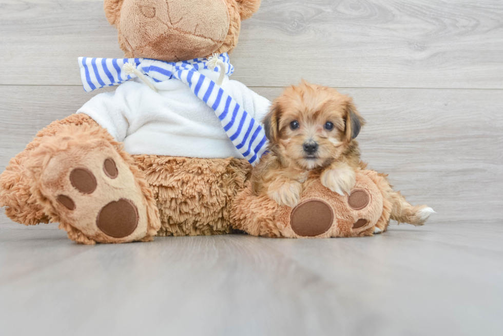 Sweet Yorkie Poo Baby