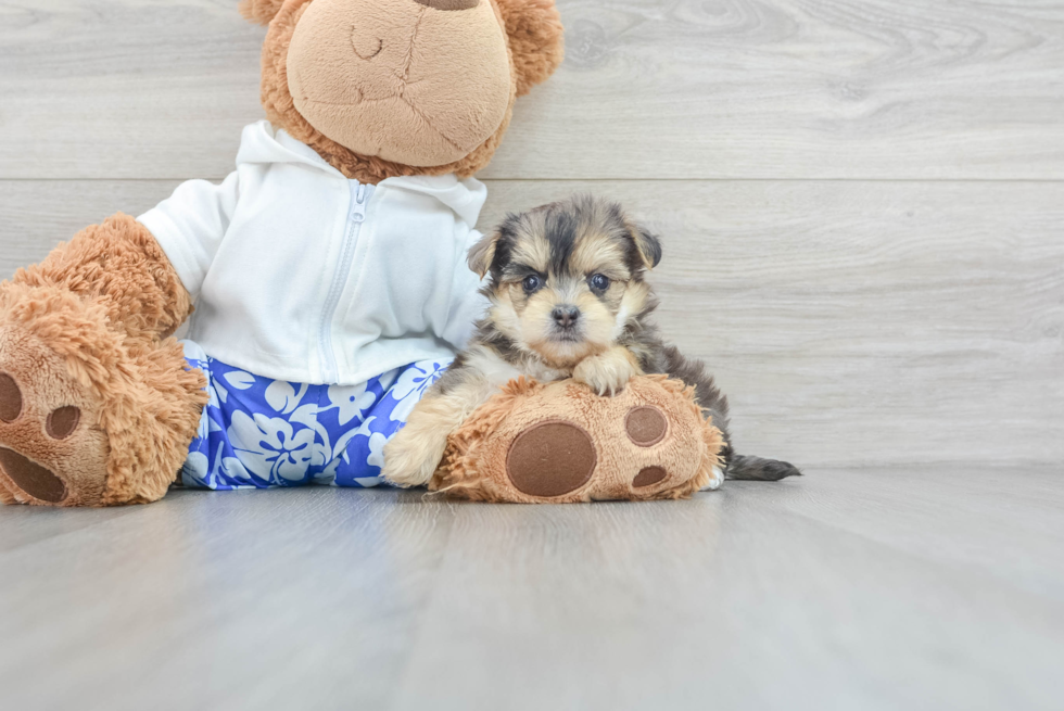 Adorable Yorkie Doodle Poodle Mix Puppy