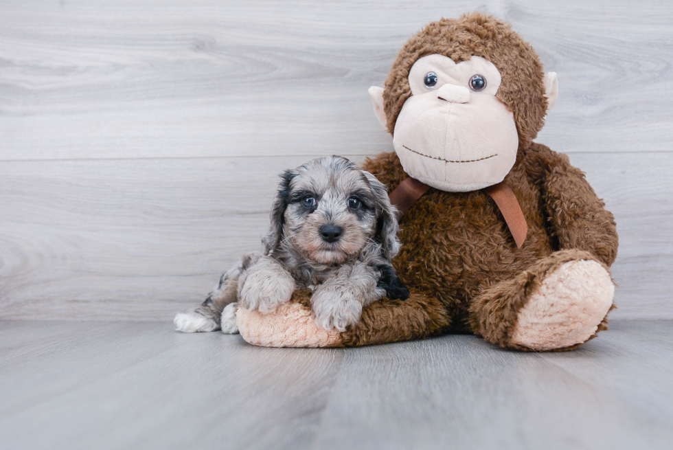 Funny Yorkie Poo Poodle Mix Pup