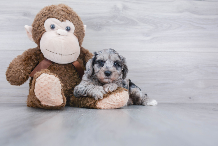 Popular Yorkie Poo Poodle Mix Pup