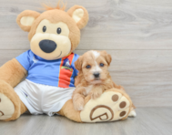 7 week old Yorkie Poo Puppy For Sale - Premier Pups