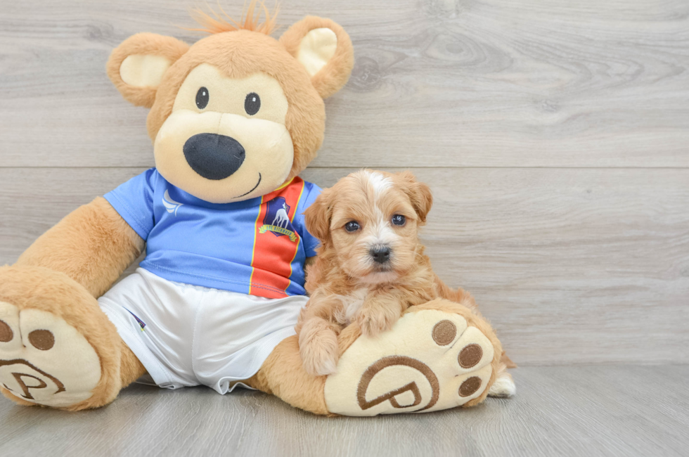 5 week old Yorkie Poo Puppy For Sale - Premier Pups