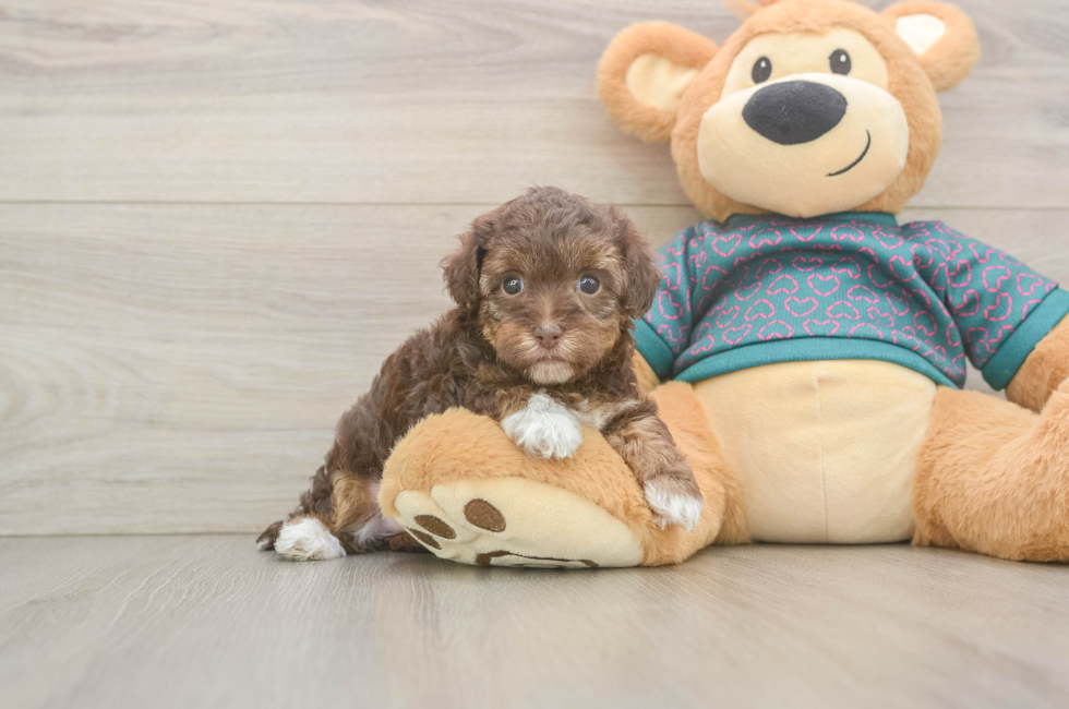 5 week old Yorkie Poo Puppy For Sale - Premier Pups