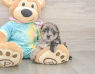 7 week old Yorkie Poo Puppy For Sale - Premier Pups