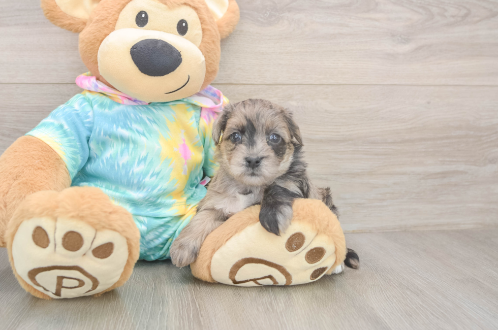 5 week old Yorkie Poo Puppy For Sale - Premier Pups