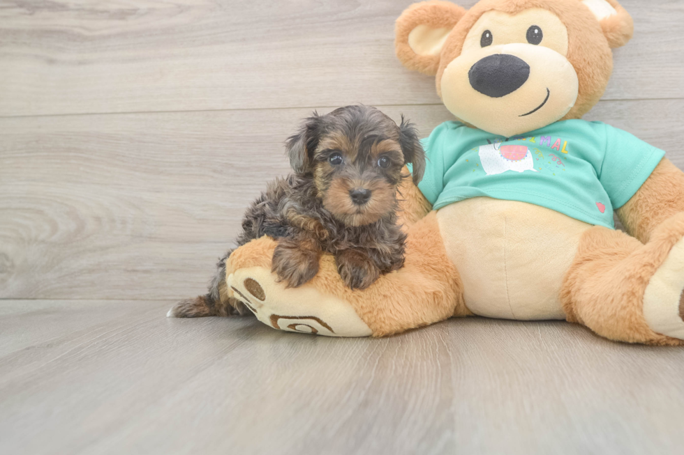 Meet Grace - our Yorkie Poo Puppy Photo  2/3 - Premier Pups Best Yorkie Poo Baby
