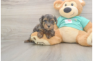 Meet Grace - our Yorkie Poo Puppy Photo  2/3 - Premier Pups Best Yorkie Poo Baby
