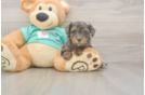 Meet Grace - our Yorkie Poo Puppy Photo  1/3 - Premier Pups Small Yorkie Poo Baby