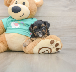 6 week old Yorkie Poo Puppy For Sale - Premier Pups