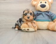 8 week old Yorkie Poo Puppy For Sale - Premier Pups
