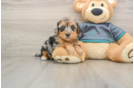Friendly Yorkie Poo Baby