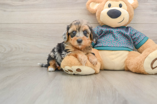 Friendly Yorkie Poo Baby