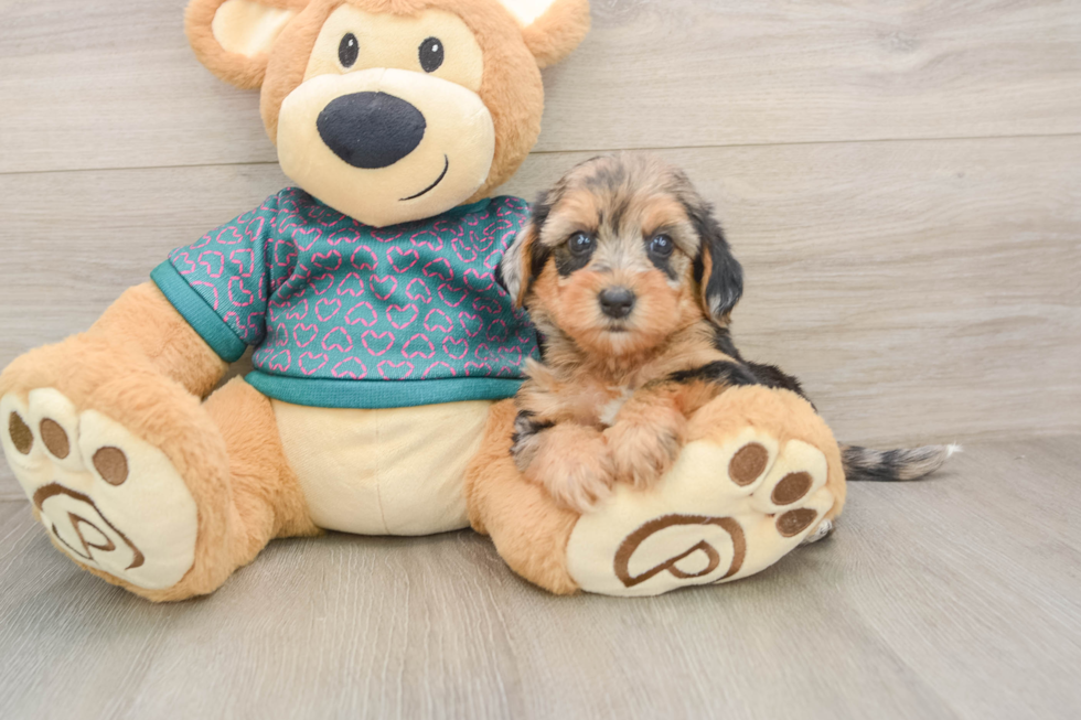 Yorkie Poo Puppy for Adoption