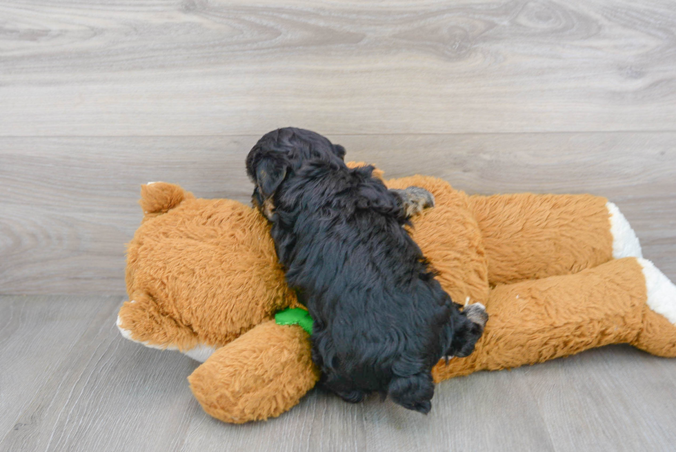 Hypoallergenic Yorkie Doodle Poodle Mix Puppy