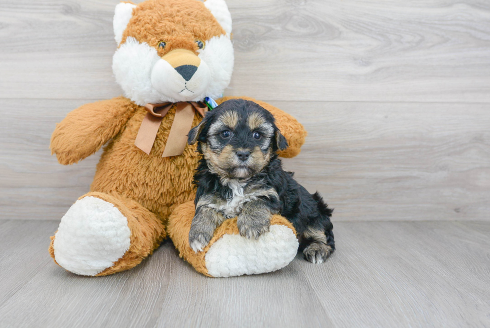 Yorkie Poo Puppy for Adoption