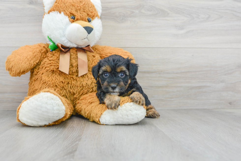 Yorkie Poo Puppy for Adoption