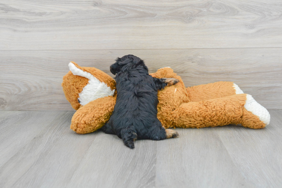 Funny Yorkie Poo Poodle Mix Pup