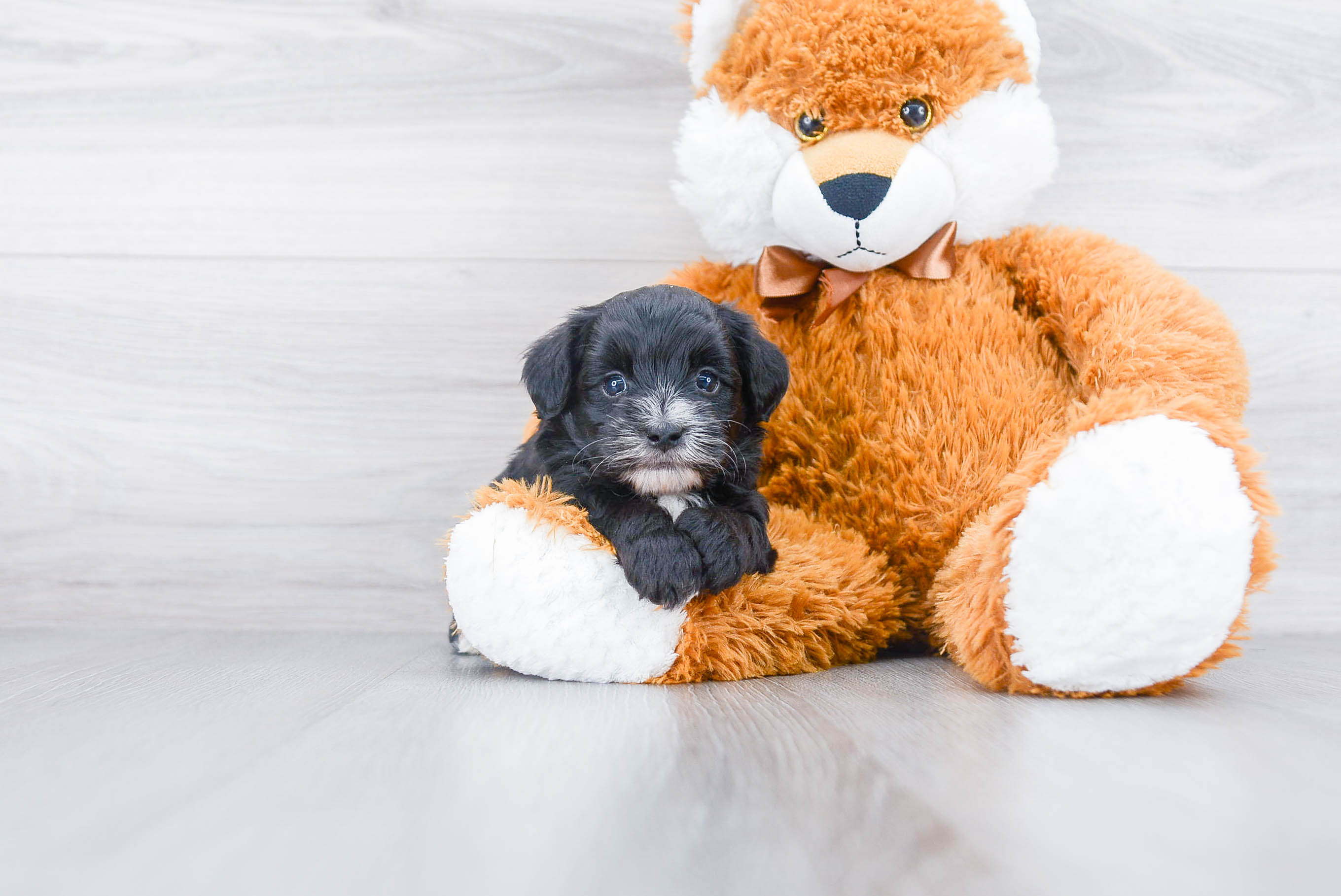 Small Yorkie Poo Baby
