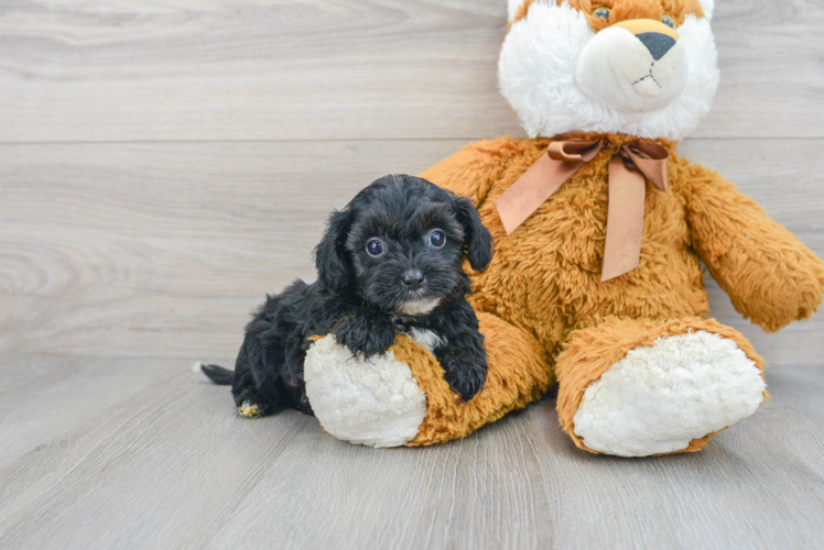 Cute Yorkie Poo Baby