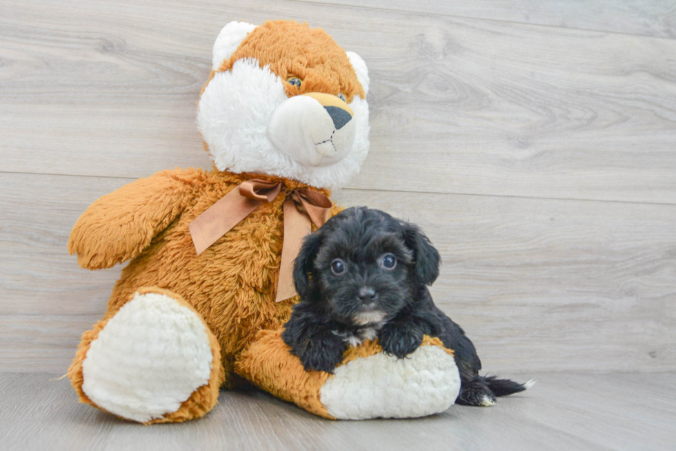 Funny Yorkie Poo Poodle Mix Pup