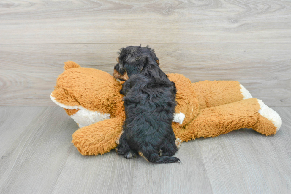 Best Yorkie Poo Baby