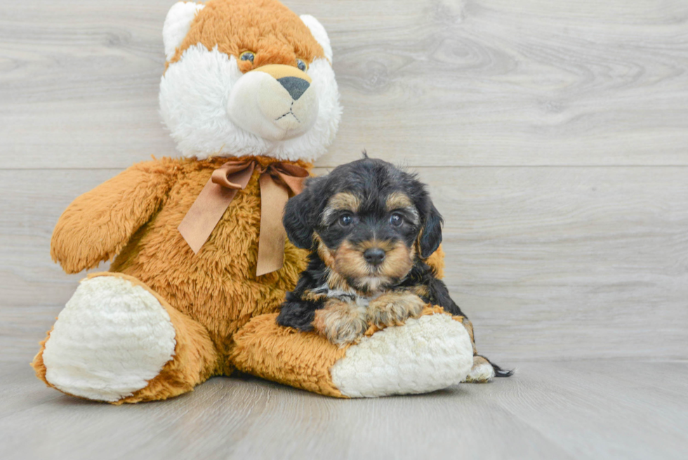 Petite Yorkie Poo Poodle Mix Pup