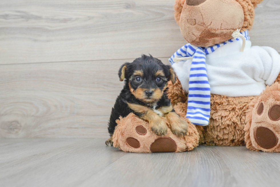 Yorkie Poo Pup Being Cute