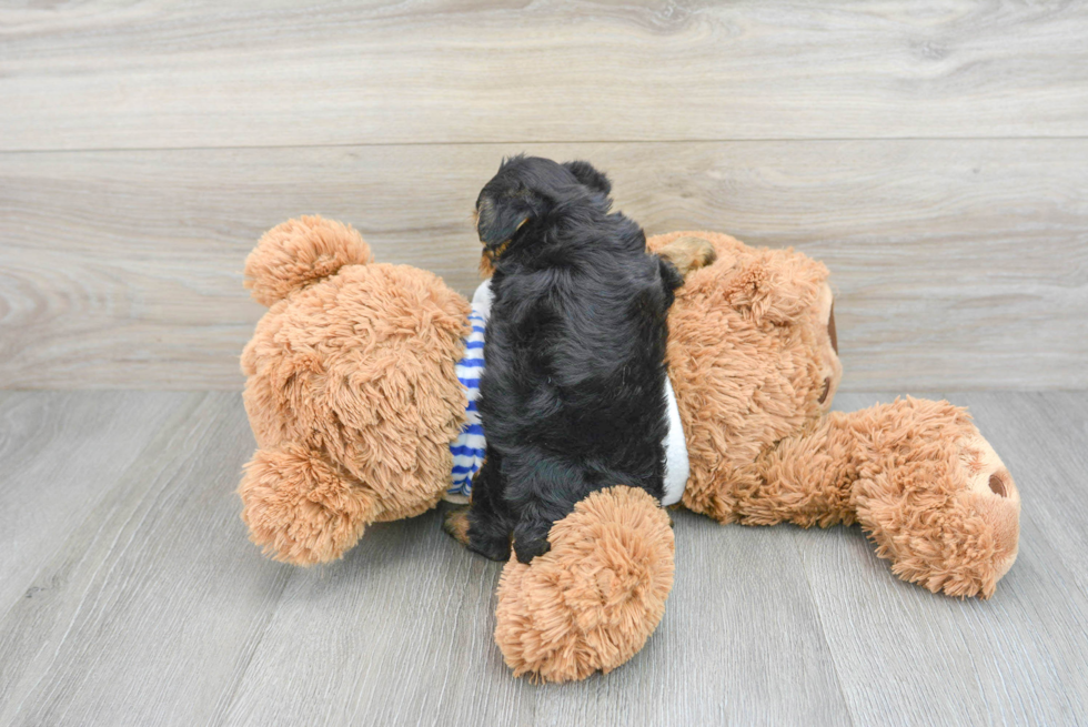 Yorkie Poo Pup Being Cute