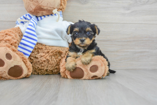 Adorable Yorkie Doodle Poodle Mix Puppy