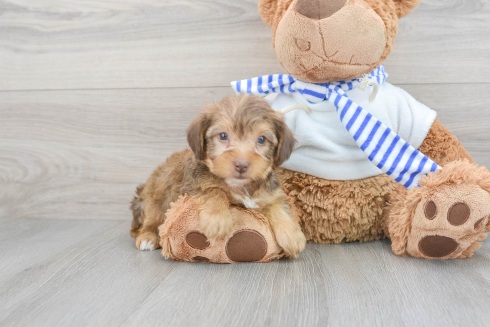 Petite Yorkie Poo Poodle Mix Pup