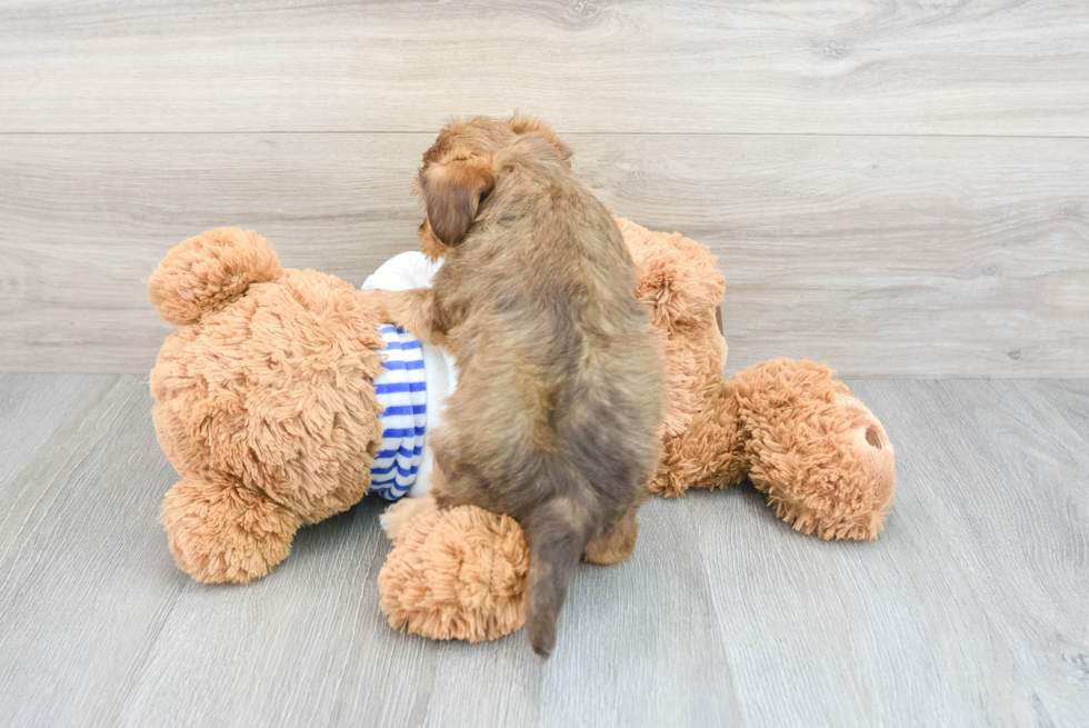 Energetic Yorkie Doodle Poodle Mix Puppy