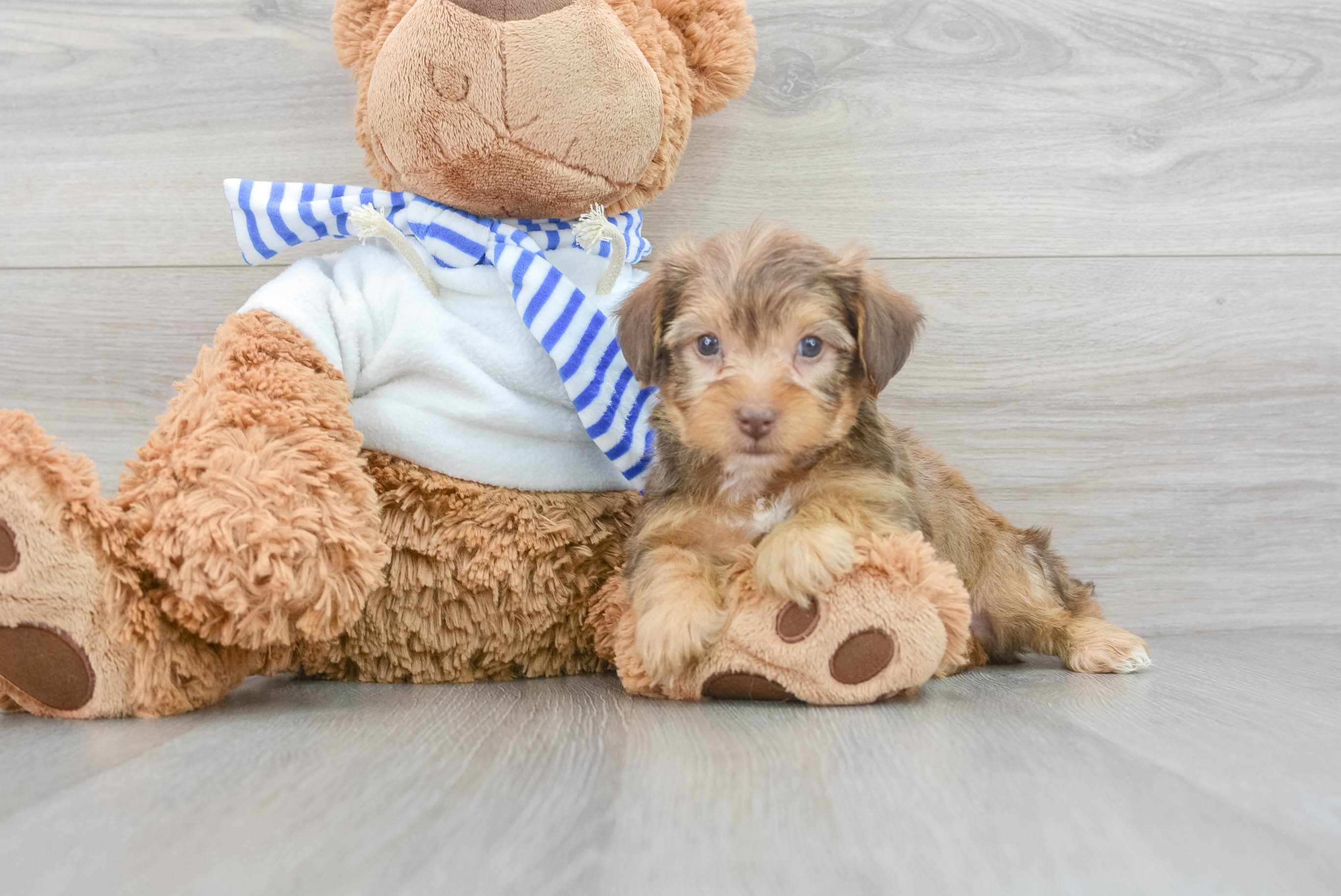 Playful Yorkie Doodle Poodle Mix Puppy