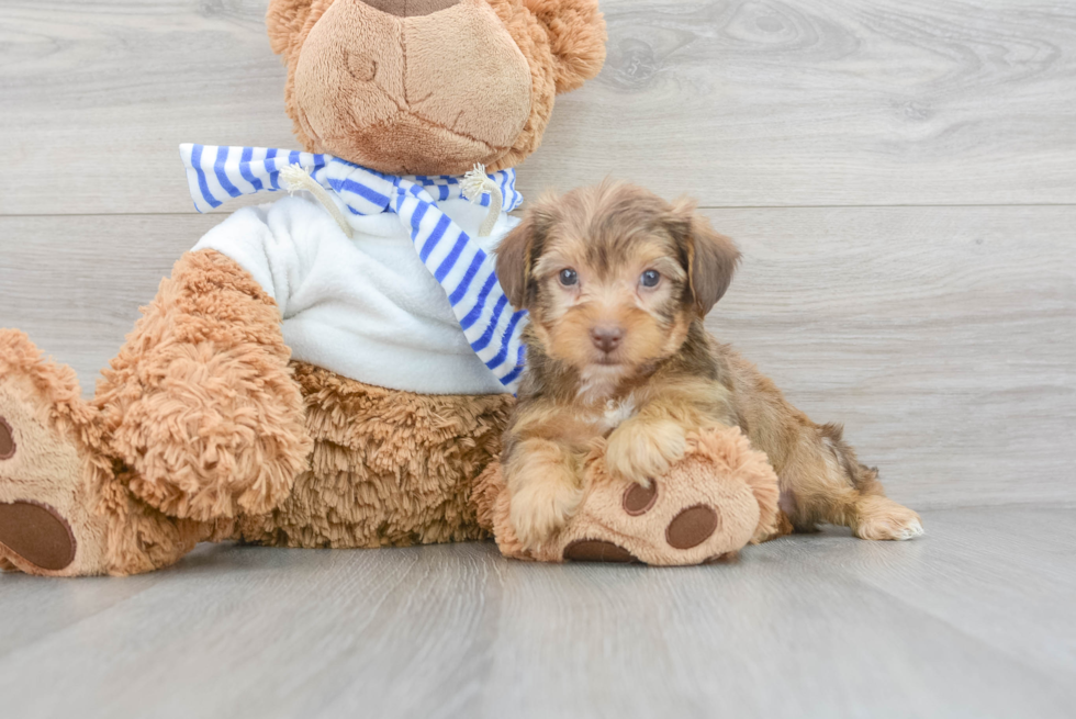 Playful Yorkie Doodle Poodle Mix Puppy