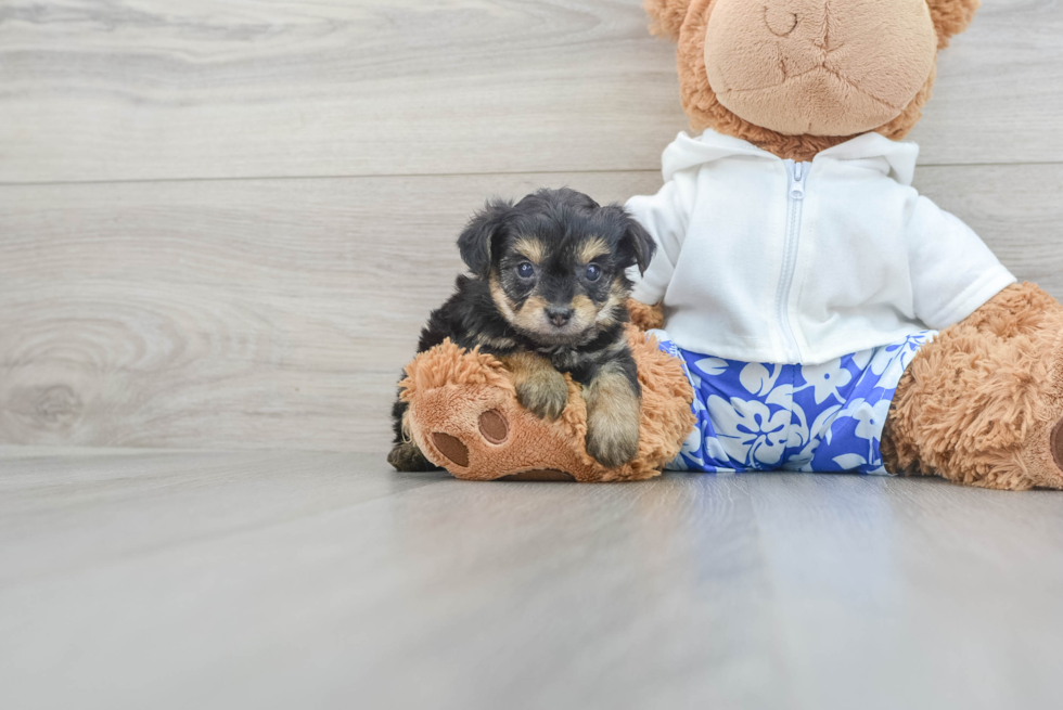 Yorkie Poo Pup Being Cute