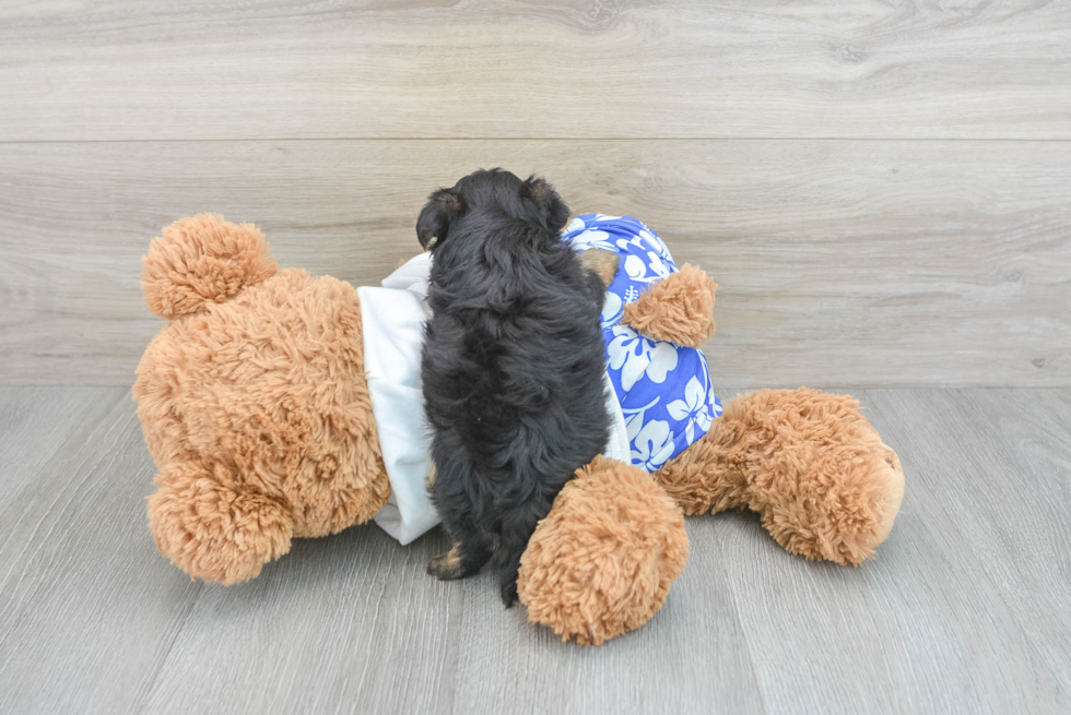 Energetic Yorkie Doodle Poodle Mix Puppy