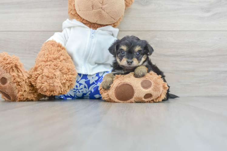 Yorkie Poo Puppy for Adoption