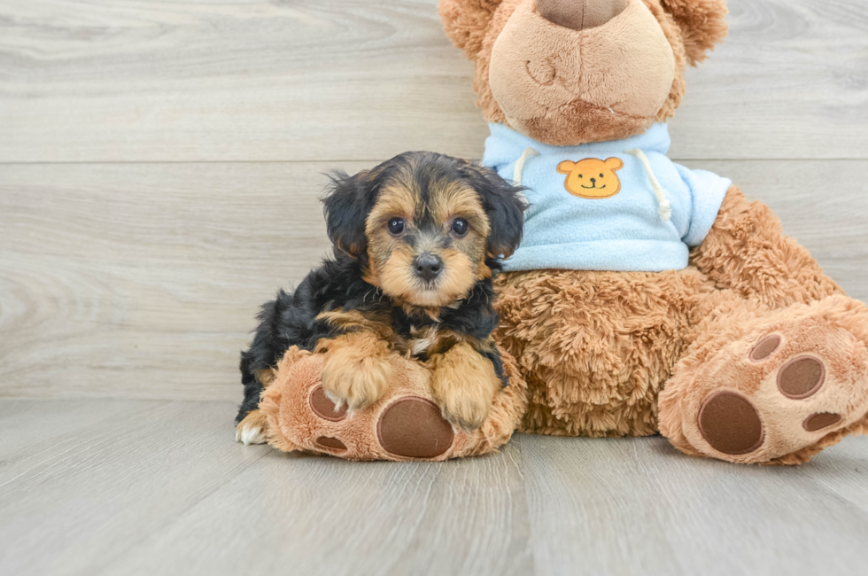 6 week old Yorkie Poo Puppy For Sale - Premier Pups