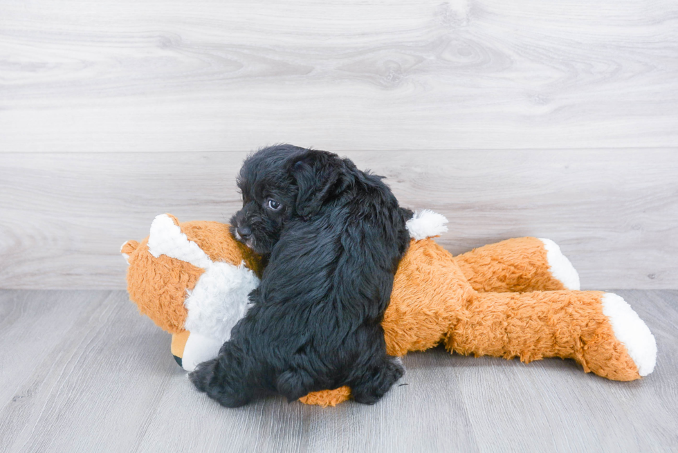 Yorkie Poo Pup Being Cute