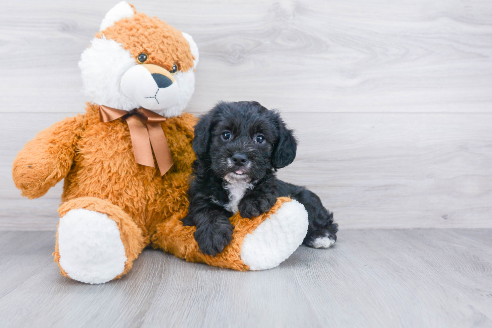 Yorkie Poo Puppy for Adoption