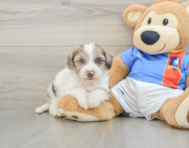 6 week old Yorkie Poo Puppy For Sale - Premier Pups