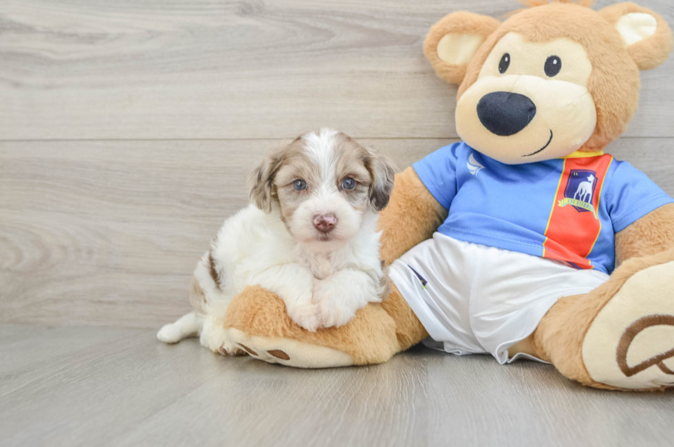 5 week old Yorkie Poo Puppy For Sale - Premier Pups